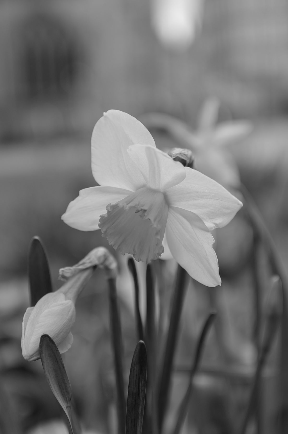 A photo taken on a Leica Q3 Monochrom black-and-white camera