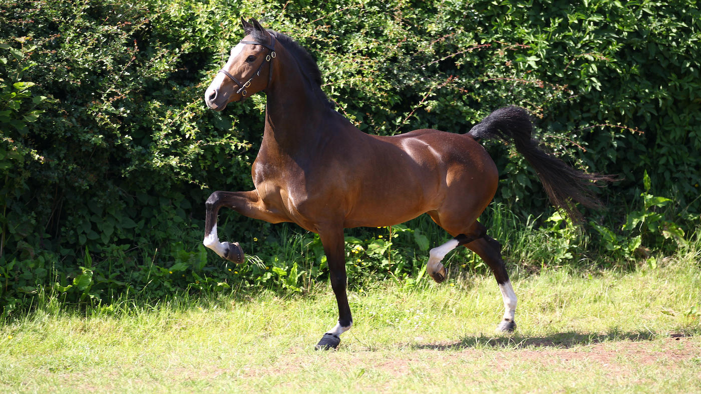 The Hackney breed is continuing to decline the Rare Breeds Survival Trust has reported