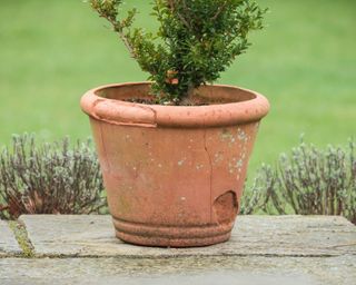 Cracked terracotta pot