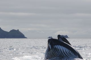 Humpback whales return