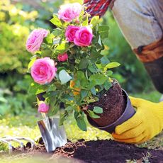 Gardener plants potted rose with pink flowers into garden soil