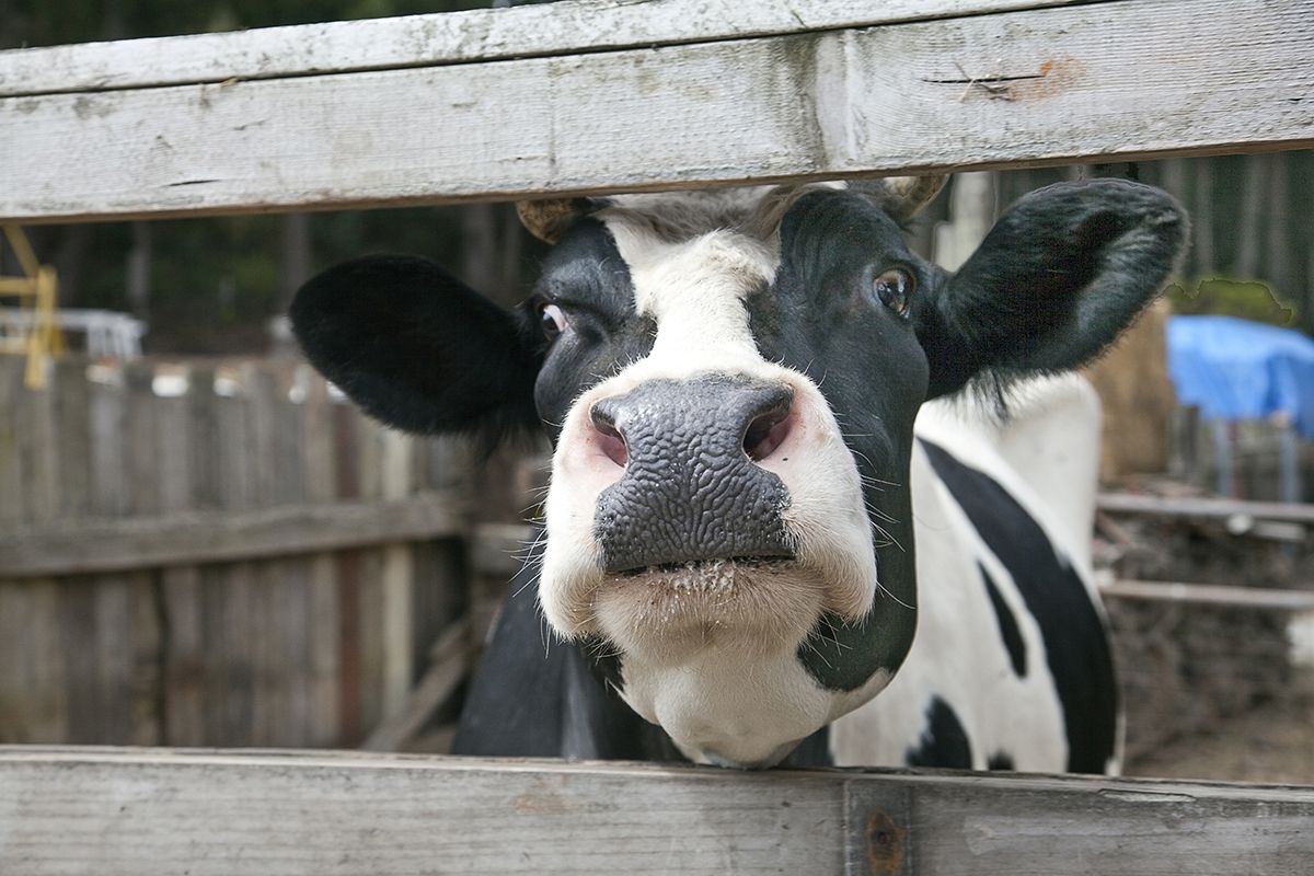 'Atypical' Mad Cow Case Identified in Alabama Live Science