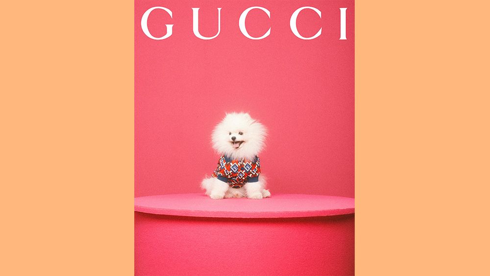 Gucci Pet Collection