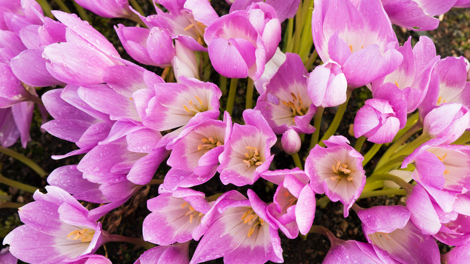 pink autumn crocus bulbs in bloom