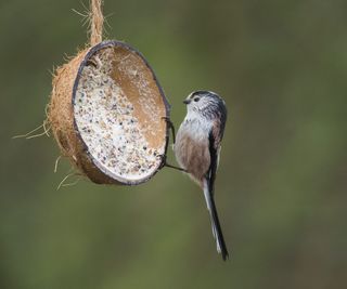 Bird on a coconut shell feeder hanging from a tree
