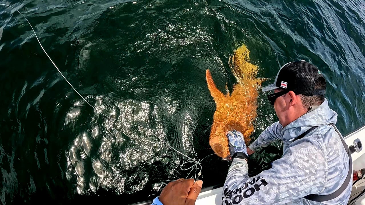 A photograph of the orange shark being released. 