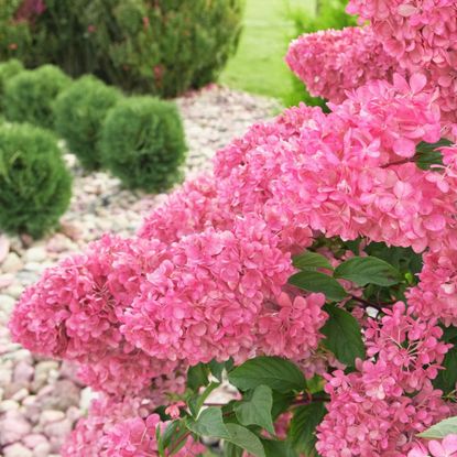 Magenta colored Hydrangea paniculata and conifer. 