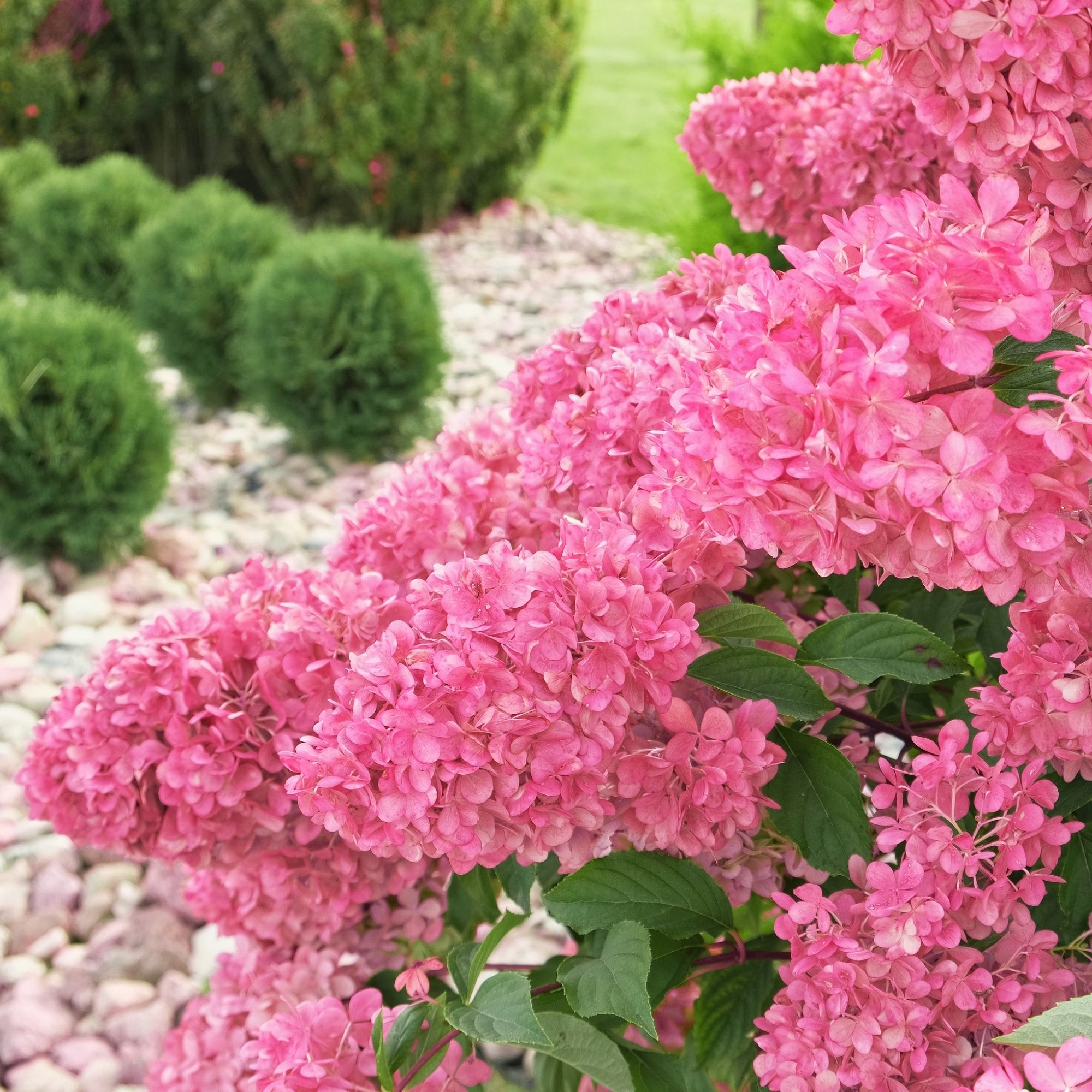 Magenta colored Hydrangea paniculata and conifer. 