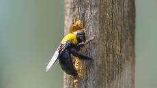 Carpenter bees drilling into wood 
