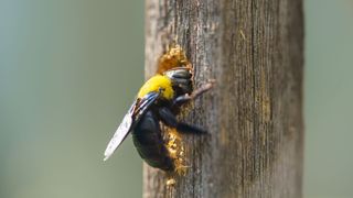 Carpenter bees drilling into wood 