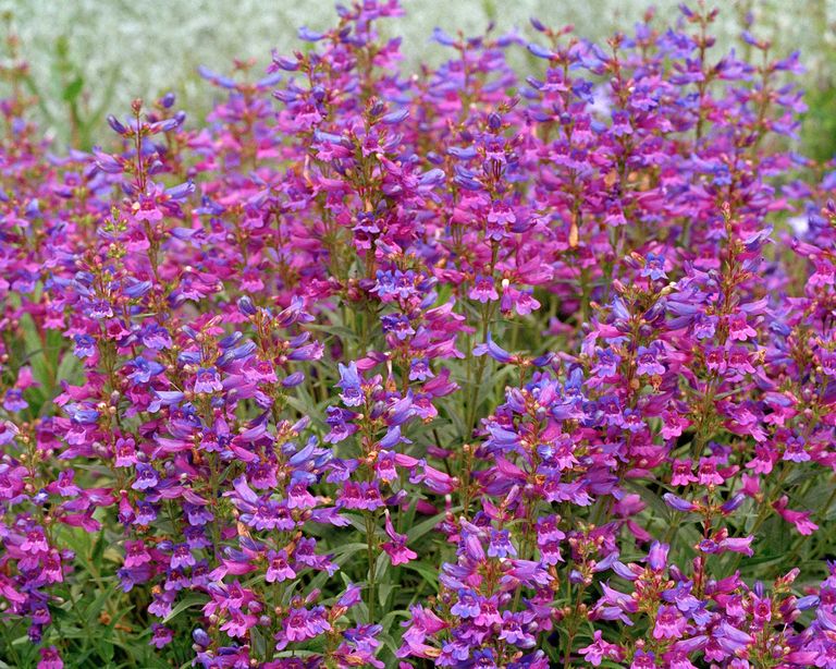 16 beautiful penstemon varieties for your planting scheme | Gardeningetc