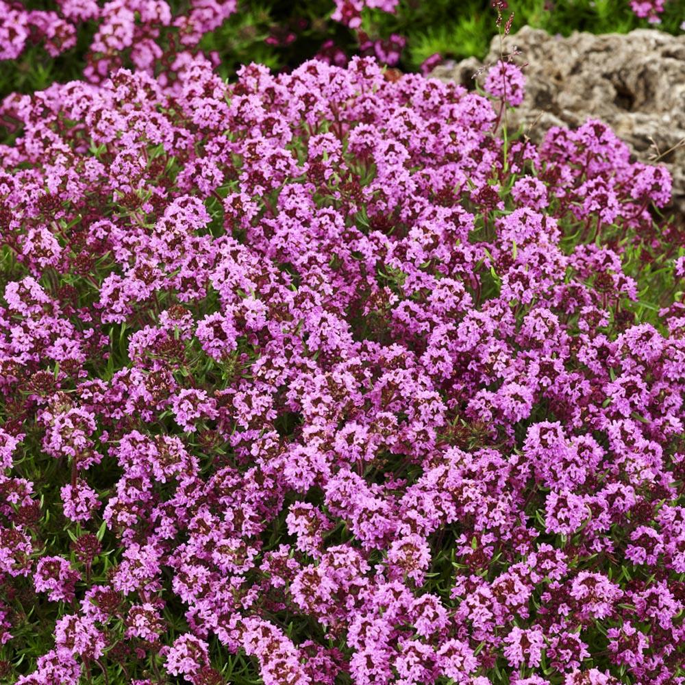 Red Creeping Thyme - 4 Inch Pot
