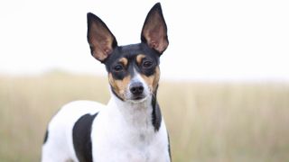 Toy fox terrier