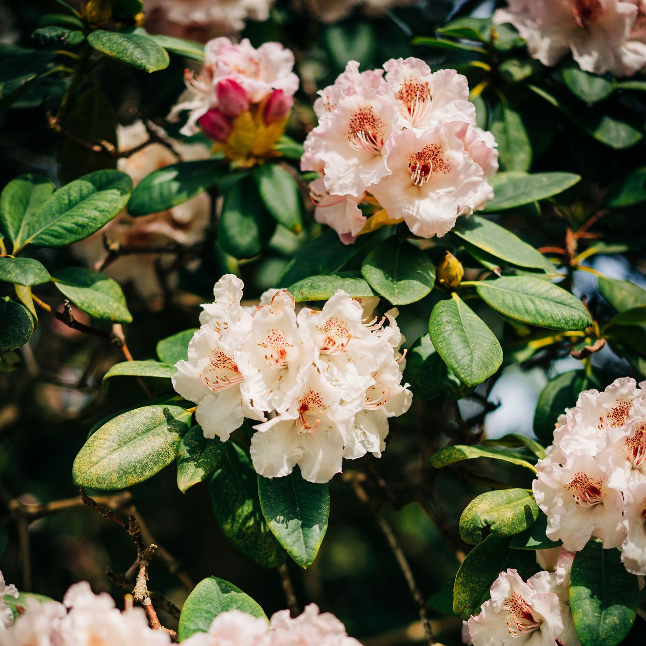 When To Prune Azaleas Choosing The Right Time Is Crucial Ideal Home When to prune azaleas choosing the right time is crucial ideal home