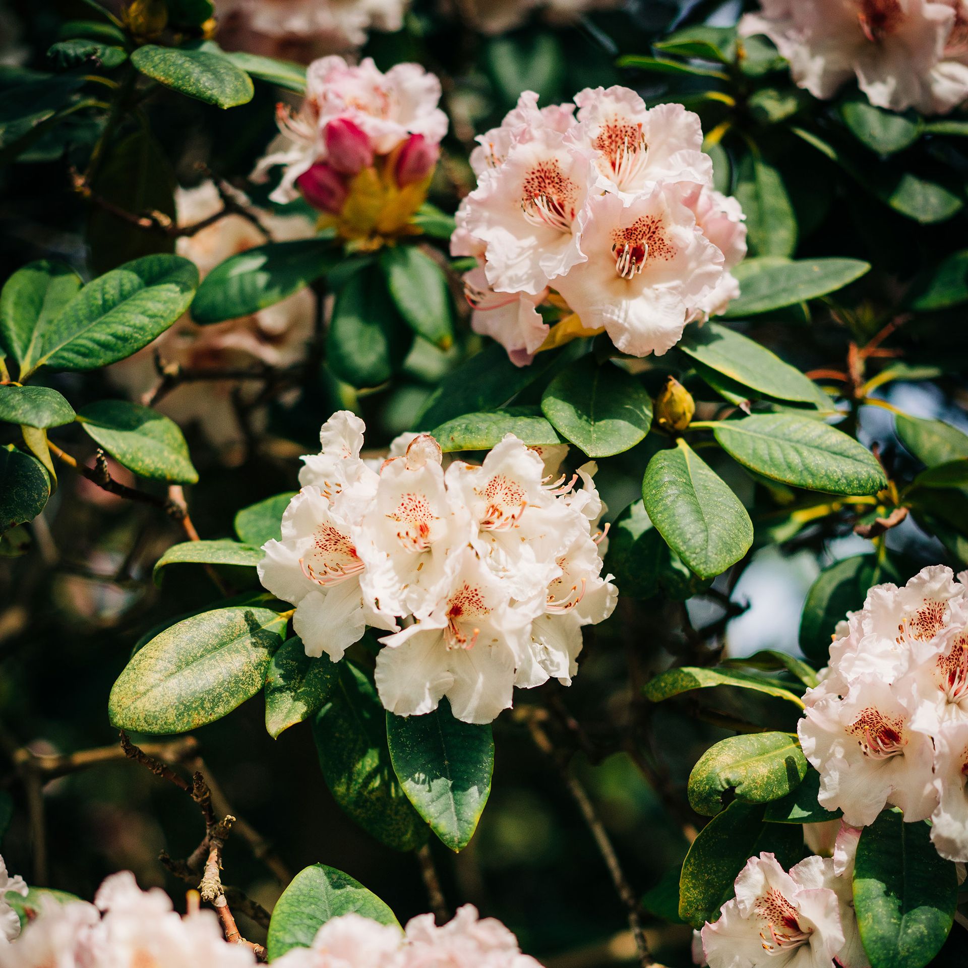 Should you deadhead azaleas? Everything you need to know Ideal Home