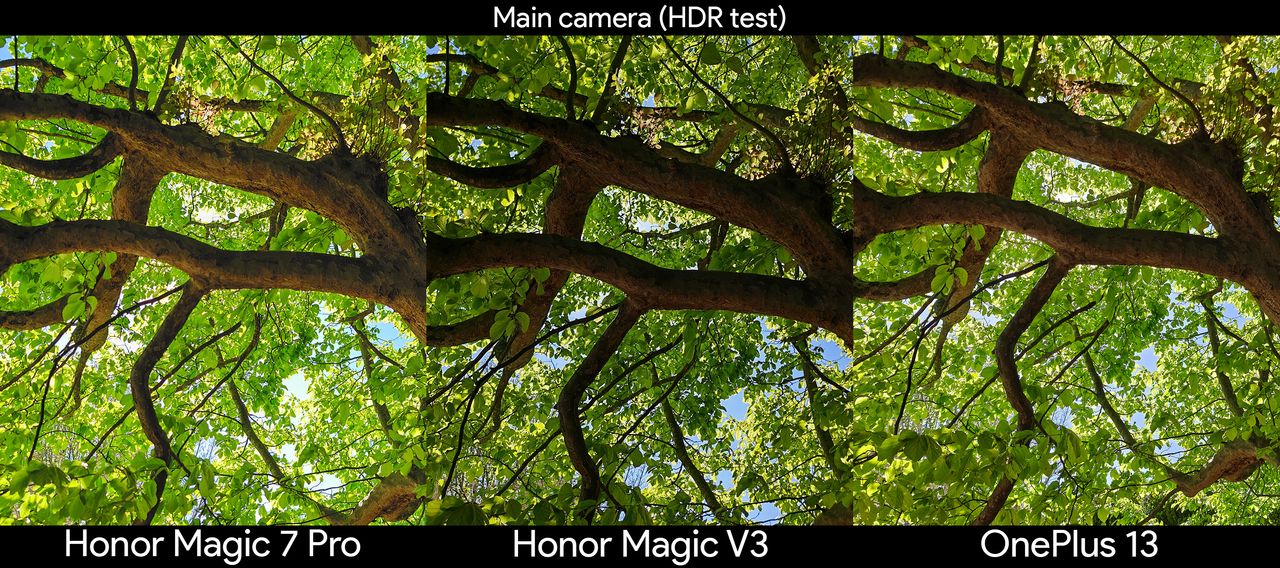 Comparing the HDR capabilities of the main cameras between the Honor Magic V3, Honor Magic 7 Pro, and OnePlus 13 using a dark undercanopy of a tree