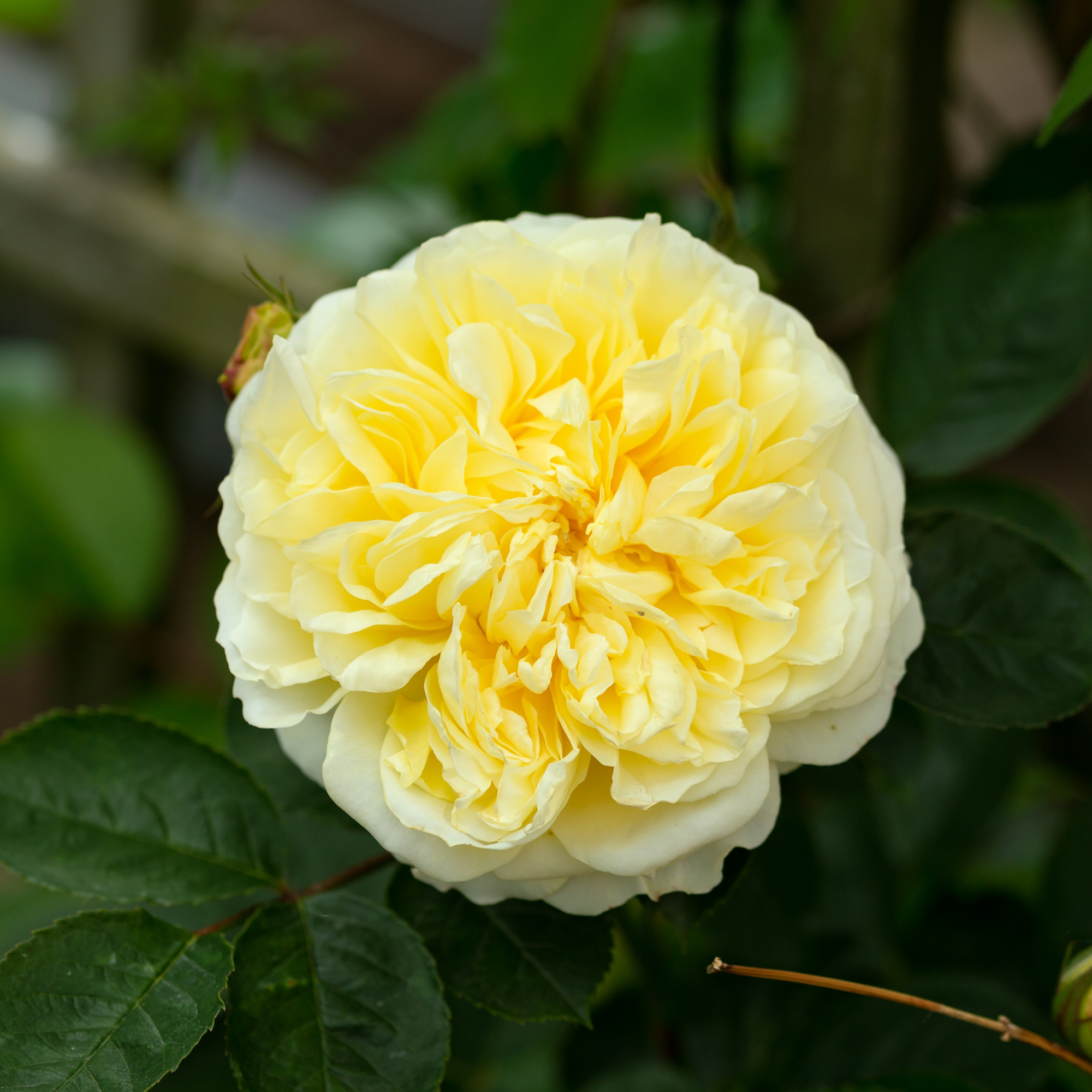 The Pilgrim, a David Austin rose in a summer garden