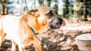 excessive dog drooling - a dog drooling