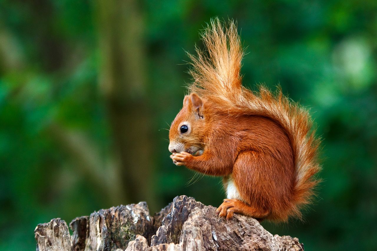 red squirrel