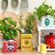 Herb plants potted in repurposed tins