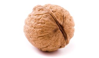 walnut-110103-02