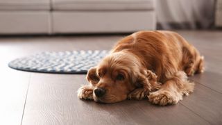 spaniel lying on the floor looking sleepy and sad