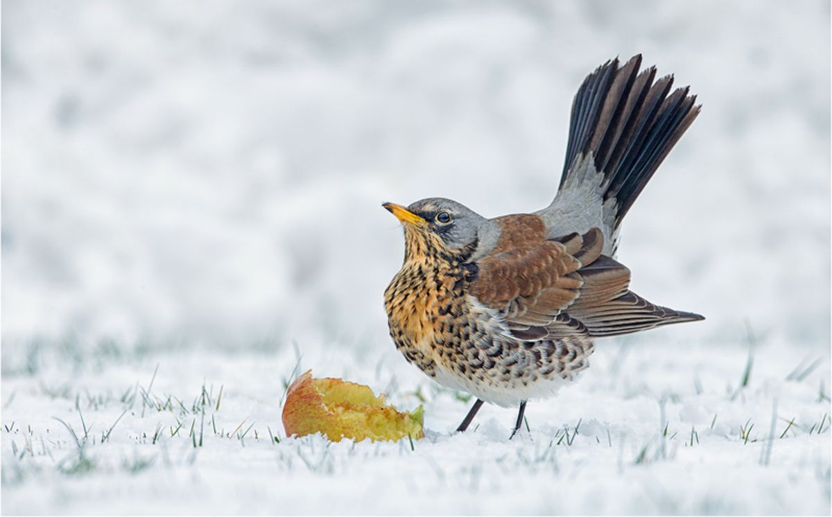 Fieldfare - overall winner of SINWP Bird Photographer of the Year 2023