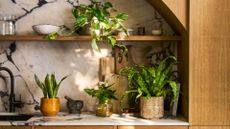 A kitchen with a stone counter featuring a potted fern, a potted snake plant, a philodendron, and a pothos