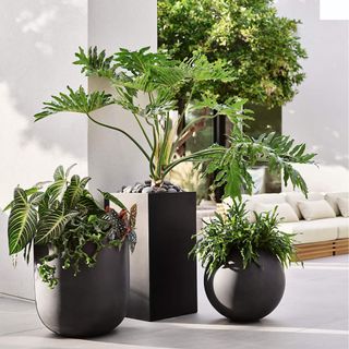 Three black outdoor plant pots with tropical plants inside 