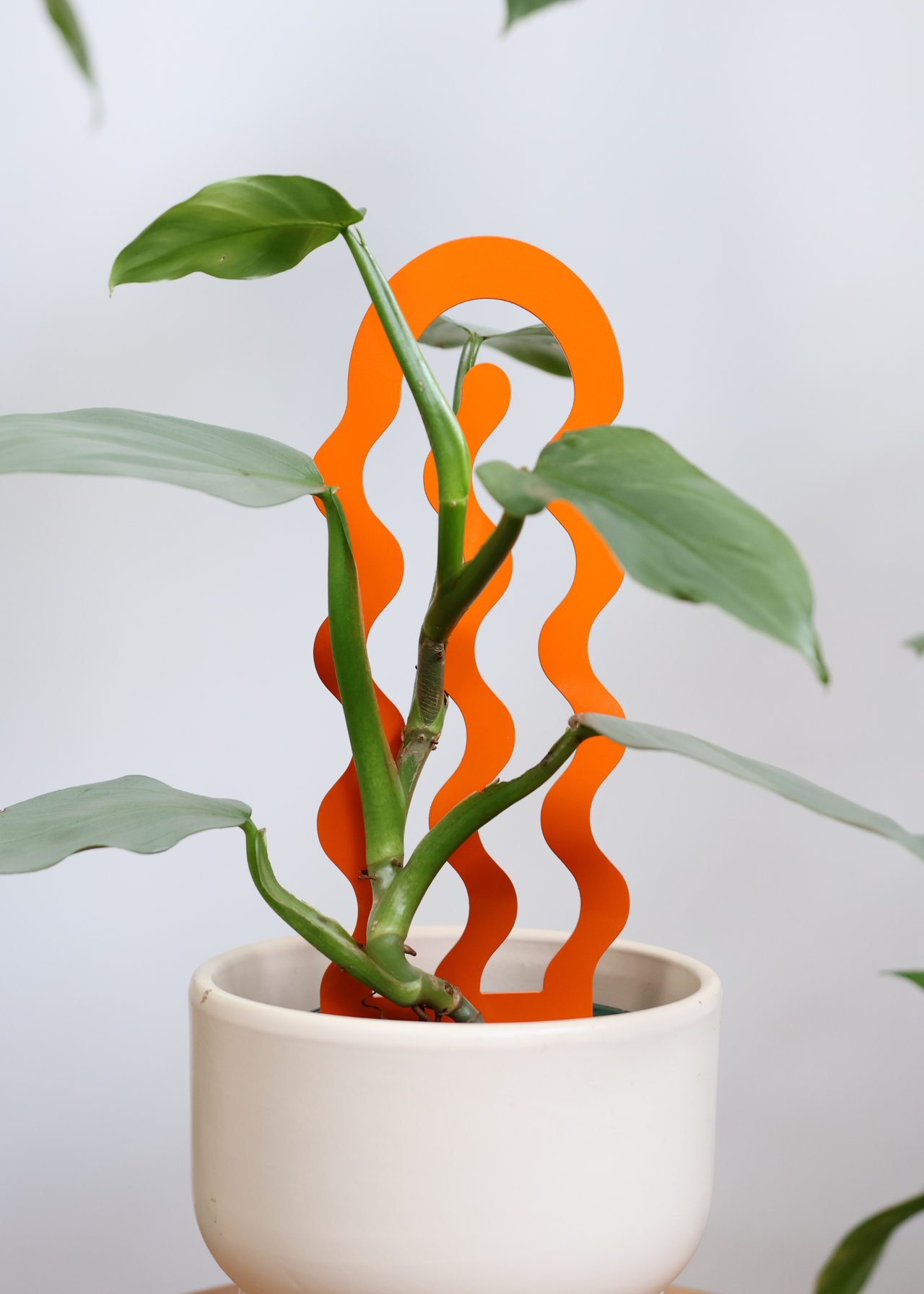 A plant with a structural wavy spine for upright growth