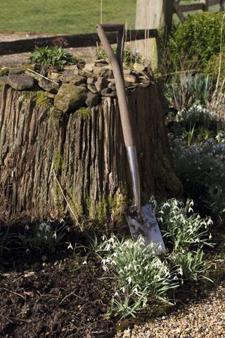 tree stump with garden spade and snowdrops