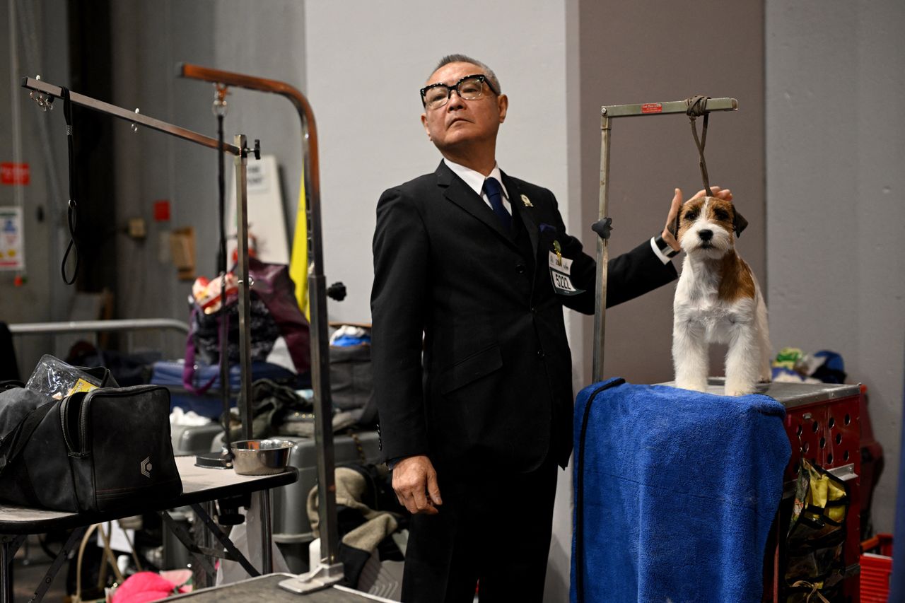 Dogs being groomed at Crufts