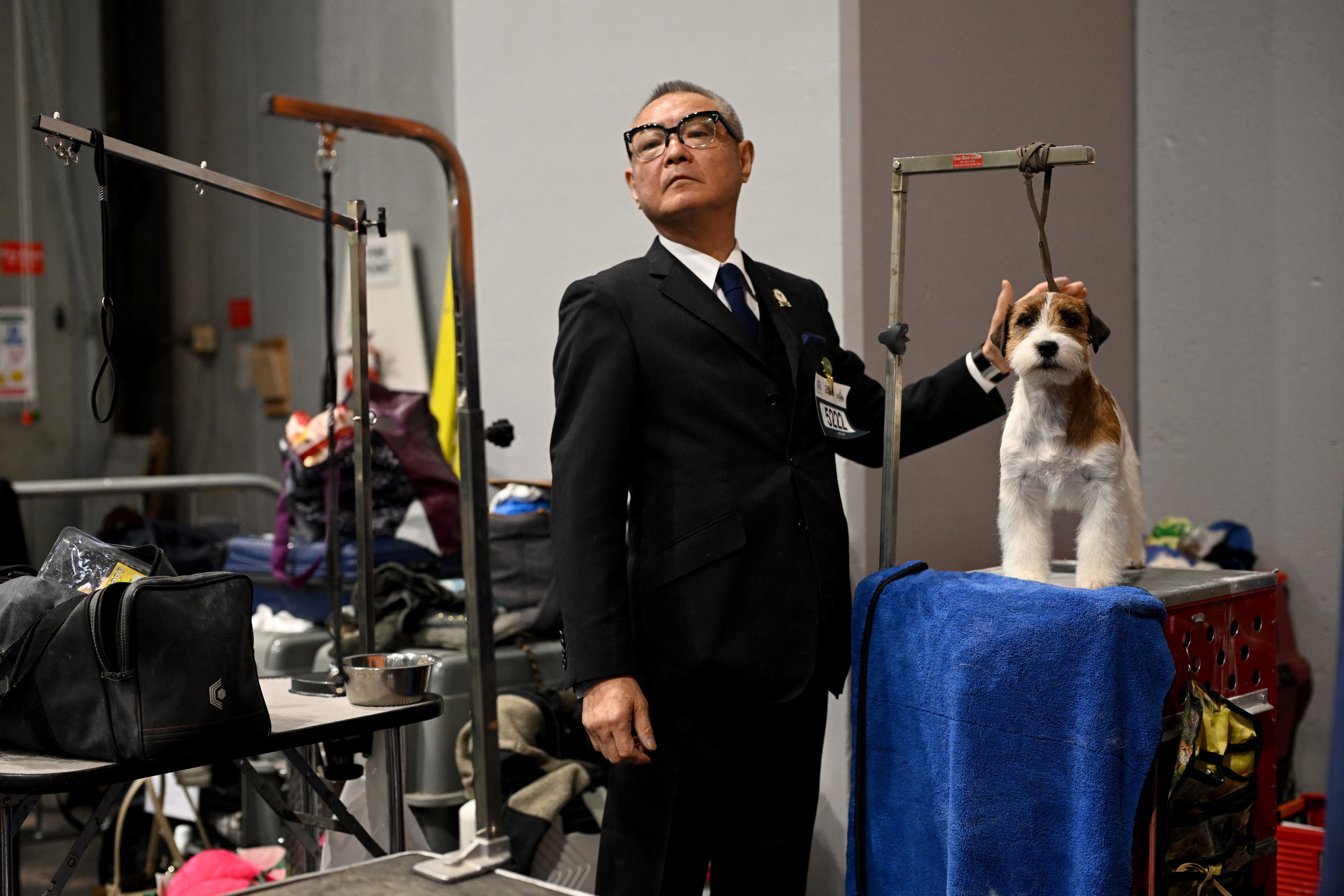 Dogs being groomed at Crufts