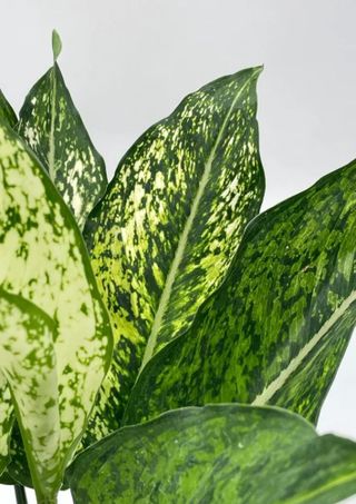 close up of dumb cane plant green leaves with yellow spots