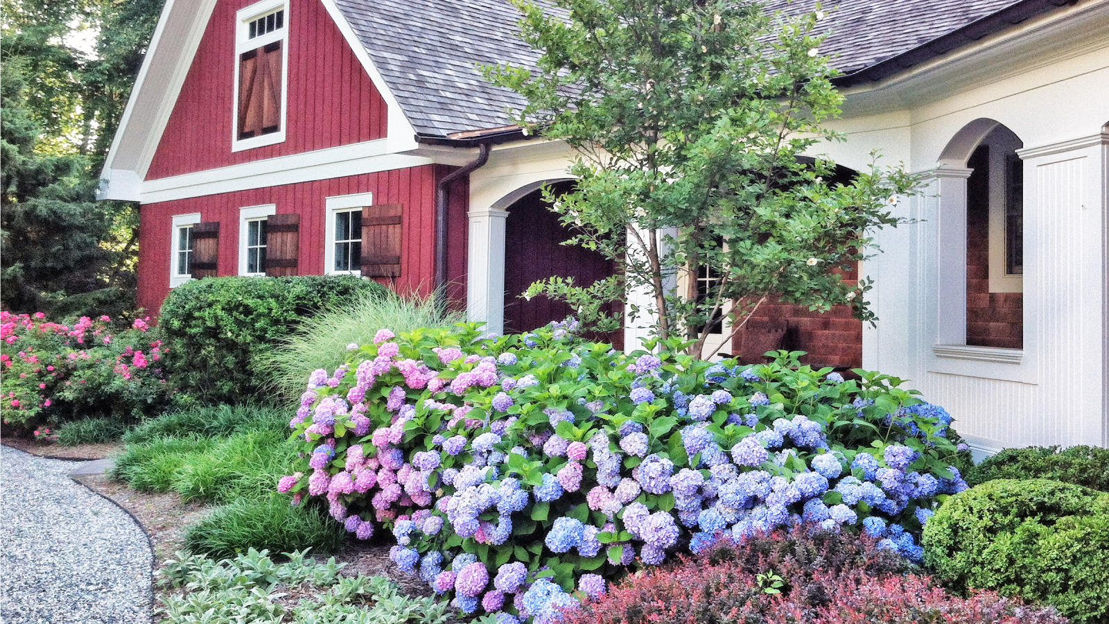 Garden in front of house with purple and pink hydrangeas