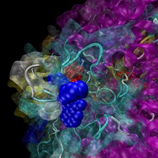 Using a computational approach, researchers have identified an inhibitor that binds to key sites (dark blue) on the human multidrug resistance protein.