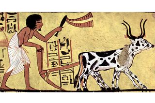 animals, science in policy and society, history, Egypt