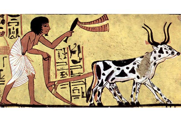 animals, science in policy and society, history, Egypt