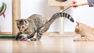 Are cats playful? Two cats playing with a feather toy