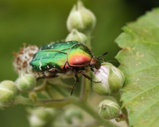Beneficial beetle: rose chafer