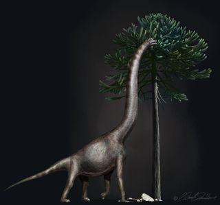 A Brachiosaurus nibbles from an Araucaria tree. These dinosaurs had enormous necks and relatively short tails. The newly described dinosaur was likely a close relative of Brachiosaurus.
