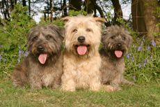 Glen of Imaal Terriers