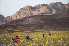 Tourists take picture of wildflowers near Badwater Basin in Death Valley, Calif.
