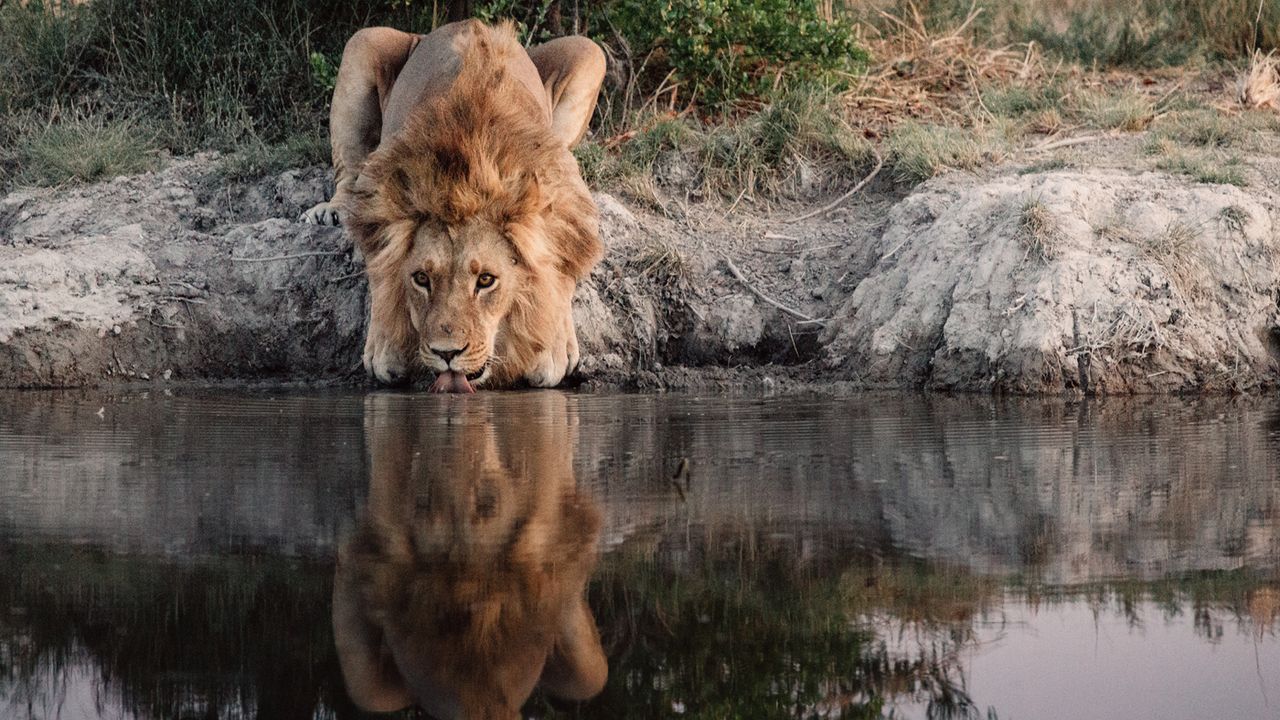Lion on the Makgadikgadi salt pans, Botswana