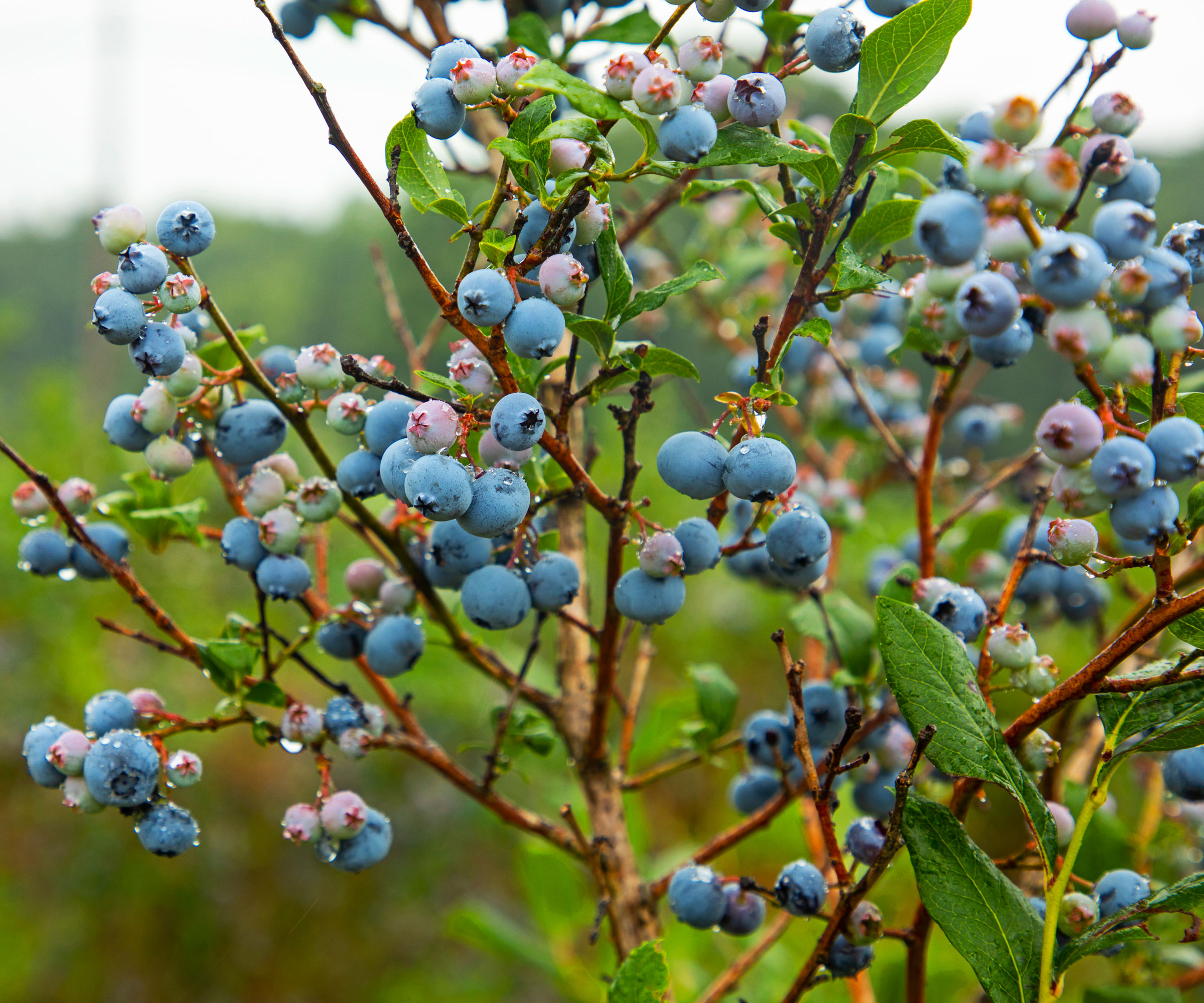 blueberry shrub with blue fruits
