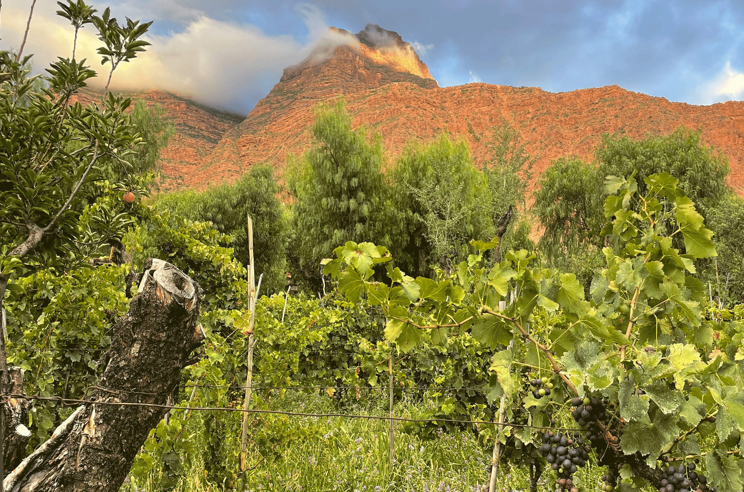 Jard&amp;iacute;n Oculto's San Roque vineyard at dawn