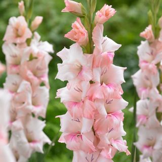 Pink Gladioli 'Adrenaline' flowers growing in garden