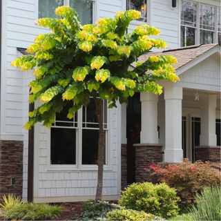 an eastern rising sun redbud