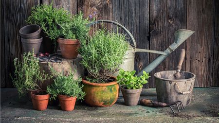 When can you move herbs outdoors
