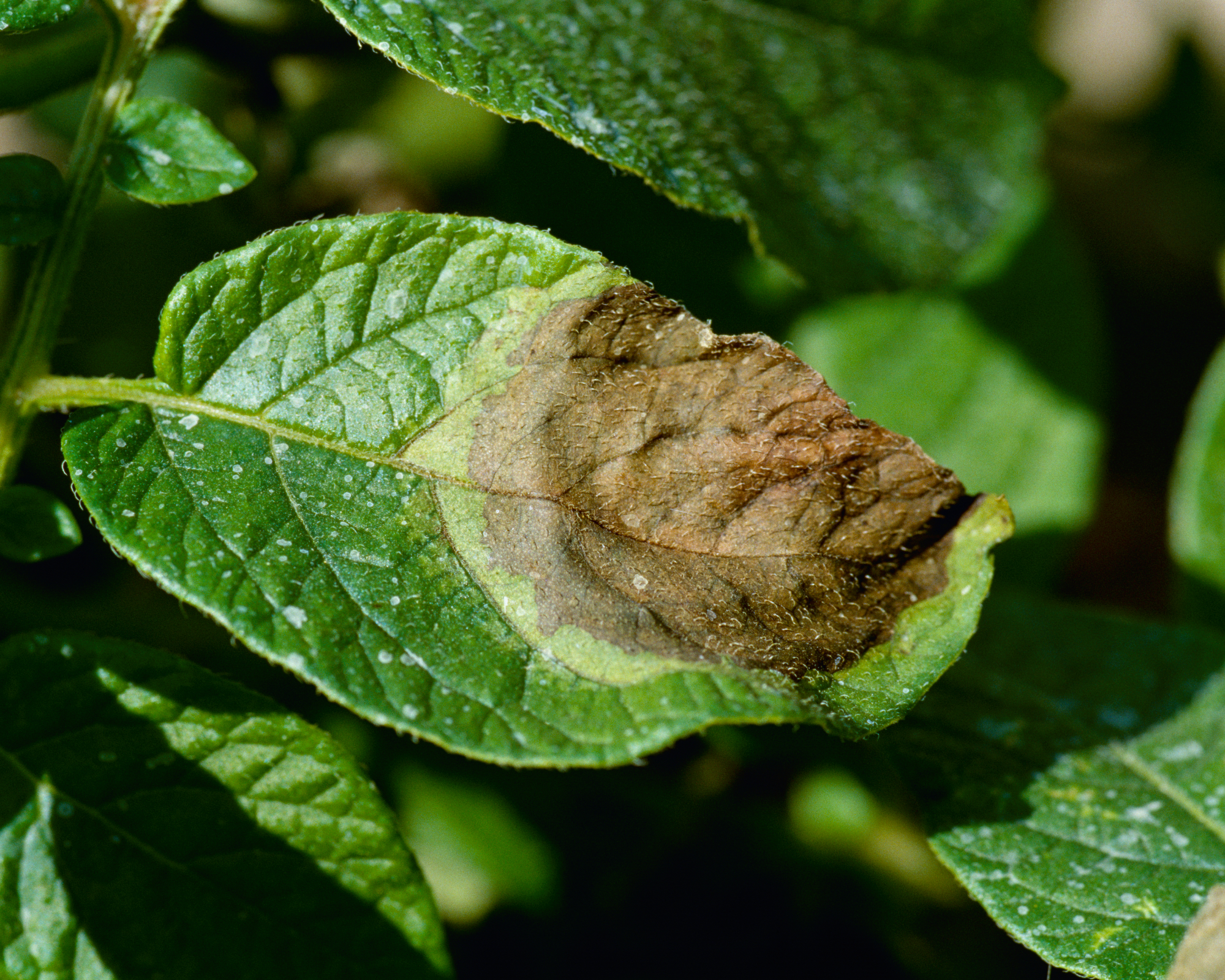 late blight on potato leaf
